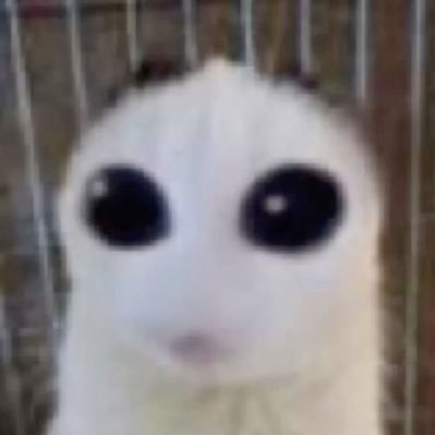 purpled, wallibear! #1 lucky fan. #1 PECAN FAN bisexual :3 twitch affiliate https://t.co/fnEG31FdBN tt: k_leees