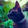 maamasatomocom's profile picture. ぶらぶら遊んで暮らし隊長。最優先は猫との穏やかな日々。運転部、散歩部、ランチ部、天文部。猫の海ちゃん（茶トラ白・♂9歳・富山水橋出身）、空さん（黒・♀3歳・富山水橋出身）と暮らしています。
