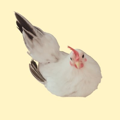 chabo_pu's profile picture. 卵から温めて生まれた温室育ちのチャボ🪽/ 自然と動物がすき🏔️