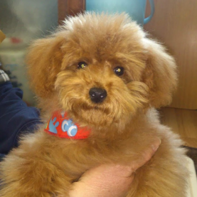 ChiyomiIto15079's profile picture. 