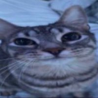 . (@thedumby_ophe) 's Twitter Profile