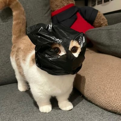 0xbara's profile picture. Security Analyst at @faradaysec
