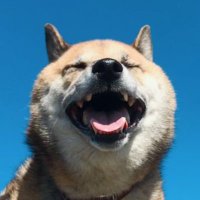 コウキ先生のサブ垢(愛犬のヒゲ) (@fxtradarkoki) 's Twitter Profile