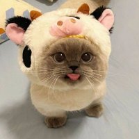 Kobuca (@00kobuca) 's Twitter Profile