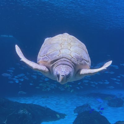 heluvsteag's profile picture. Everyone deserves empathy. Choose compassion. Go vegan, save lives. 🩷
