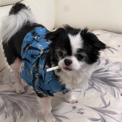 milky_excel's profile picture. 新規班員･打ち子さん大募集🤝詳細はTL⏱気になる方はHPもしくはDM下さい✉️