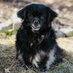 Remembering Pets (@rememberingpets) Twitter profile photo Remembering Pets (@rememberingpets) Twitter profile photo