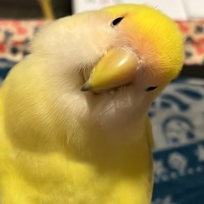 辰美さんのプロフィール画像