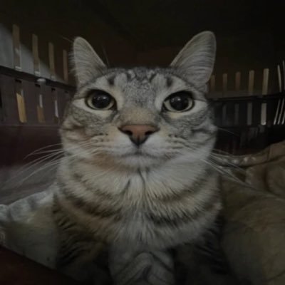 CatTallks's profile picture.