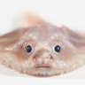 ibarakibaraki_'s profile picture. 参政党を応援している深海魚です🍊