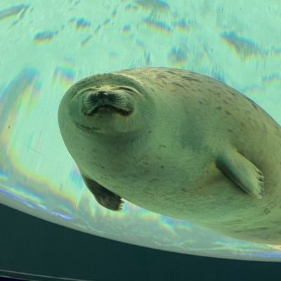 名誉ハメカス