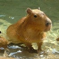 군교자 (@goowonmandoo) 's Twitter Profile