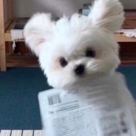 junepopsicle's profile picture. 18↑ / ( 🎲૮ . ̫ . ა ) ขอให้ชาติหน้าฉันเกิดเป็นแม่น้องยอจิเถอะ