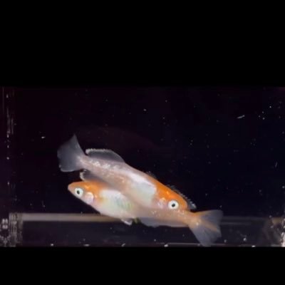 QWo35884's profile picture. めだかを愛するエクセルジャパン班長/スロット班員さんを随時募集しております/初心者・未経験者 熱烈歓迎🔥 / 気になる方はお気軽にお問い合わせください🐟