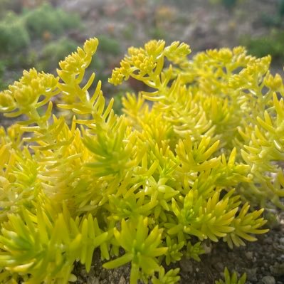 succulentist's profile picture. 