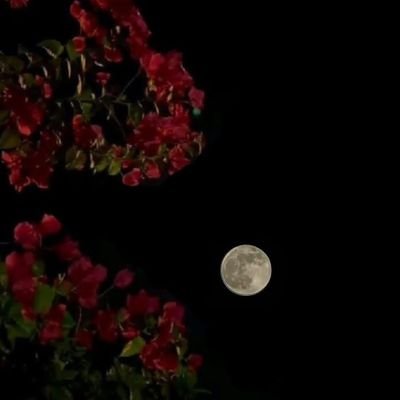 wasm22000's profile picture. وفى جمال القمر غرائب