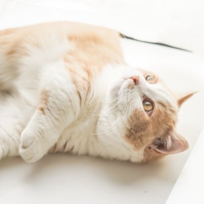 rei20230531's profile picture. MINI大好き/日本全国を旅している/🐈👫/楽しい日々😼/クリエイター