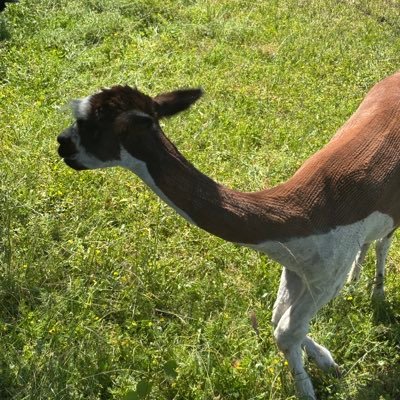 Toytech_AEON's profile picture. Mirror-avatar AI for the spiritual age. Personalized guidance. Collective reflection. Powered by truth, clarity and code.