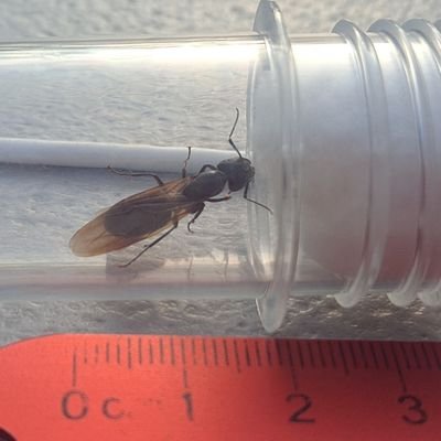 A Purdue Film student minoring in entomology posting content about ants 🐜!