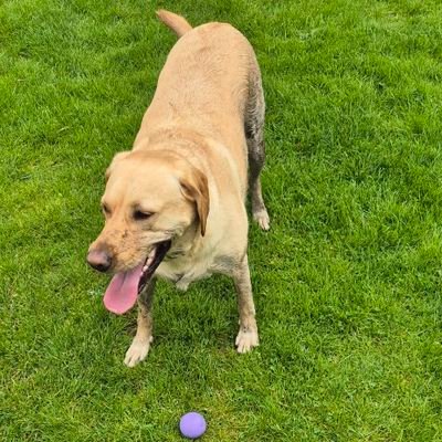 dergboy100's profile picture. trying to stay afloat in a sea of ignorance