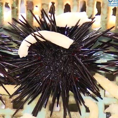 夏バテでギリギリの しょうさんのプロフィール画像