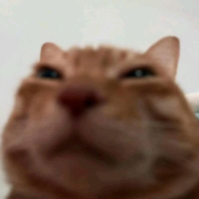 Novato1439549's profile picture. Holaa✨. 🐱