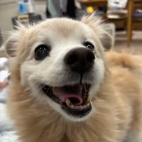 ふくちゃん (@ff_famm25) 's Twitter Profile
