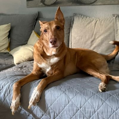 adrian14vlc's profile picture. Valencianista.
No preguntes por música, el rock es arte. 
Harry Potter, entre muchas otras. 
Cid Campeador ~CIPFP Blasco Ibañez