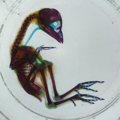 tkhshrak_'s profile picture. Creator / Art Handler