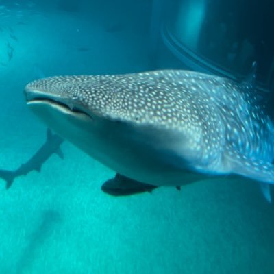 成人済 、雑食 、無言フォローが多々ありますがよろしくお願いします。 グッズ交換始めました▶︎@shhg1973165