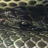 Nami69471716's profile picture. 蛇飼い🐍💕蛇の人🐍💕蛇の日常投稿