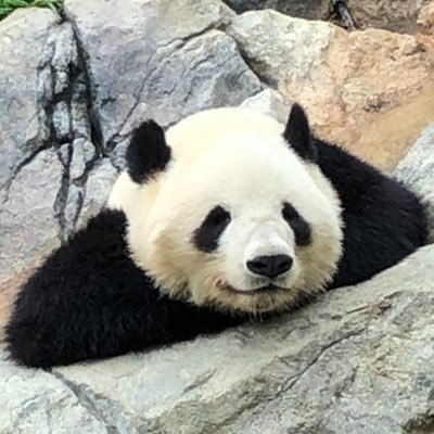 yama_nazotoki's profile picture. マダミスとか謎解きとか映画とかラノベとか甘いものが好きです。無言フォローすみません、好きです。好きなもののこととか日常のこととか雑多。マダミスは2024年9月から！一年めちゃくちゃ楽しかったのもみなさんのおかげです🫶