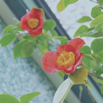白昼夢さんのプロフィール画像