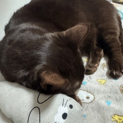 フォローありがとうございます😆 猫好き🐈‍⬛ エロDMは不要です🙅‍♀️
