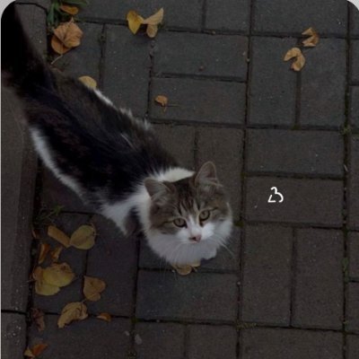 Thaynar56193852's profile picture. Explorer of ideas, lover of good vibes ✨ | Chasing purpose, passion, and a little bit of magic  | Creating joy in the journey, one step at a time.