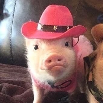 lumanburq + elaepz on tiktok | editor | multi fandom ! | @sturnsfav 🤍 | i’m cool so follow | priv: @jakesbow | 🍉