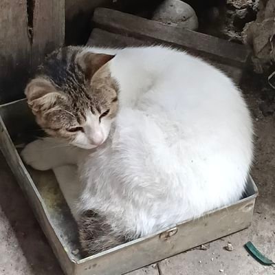 smollamp444's profile picture. 