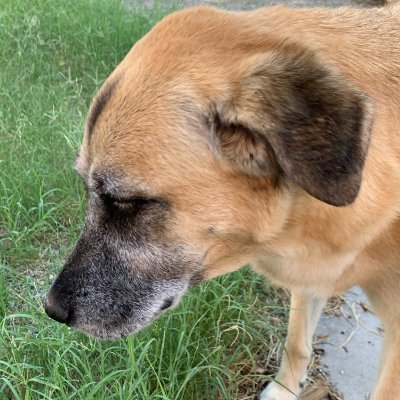 A good boy who likes the decentralization. And really likes the Ethereum Foundation. https://t.co/KkA8cgXEQ8
