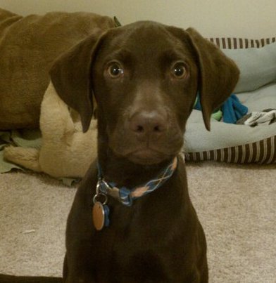 I am a happy puppy, and gots a serious case of the wags!