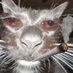 Crockpattt (@crockpattt) Twitter profile photo Crockpattt (@crockpattt) Twitter profile photo