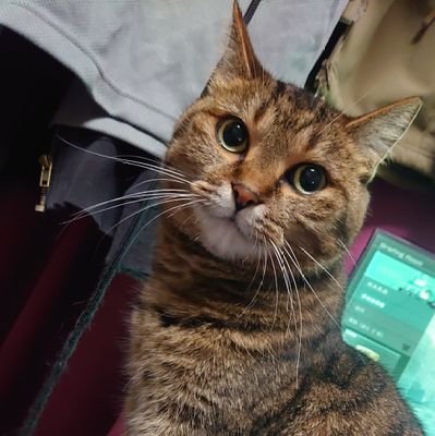 LEGNAYXALAG's profile picture. アバタ写真の猫名前は「ちぃ♀(キジトラ)」です。メイン画像のは「そら♂(白黒)」と「ゆず♂(８割れ)」です。計3匹をウチでは家族として迎えてます。