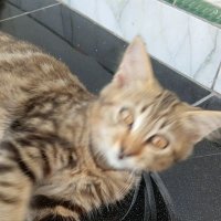 kurif (@rfkboyid) 's Twitter Profile
