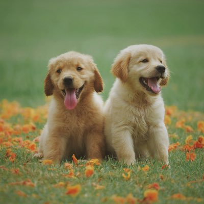 Dogs. Cats. Wildlife. People in nature. The cutest and wildest moments of life on Earth. 🐶🐱🌋🌲👫 Turn Notifs On 🔔