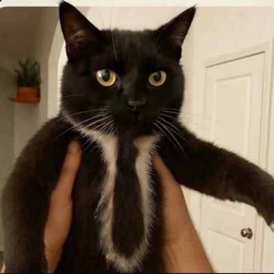 yigitelinsaf's profile picture. 