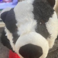 Badger Felix..🦡🎸 (@bazzer_lfc) 's Twitter Profile Photo