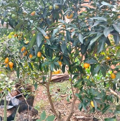 LiliBristot's profile picture. 