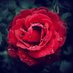 ورده (@tomekbatko) Twitter profile photo ورده (@tomekbatko) Twitter profile photo