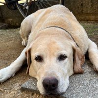 さだモン (@kei417m) 's Twitter Profile
