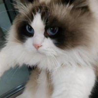 Cory (@corysaans) 's Twitter Profile
