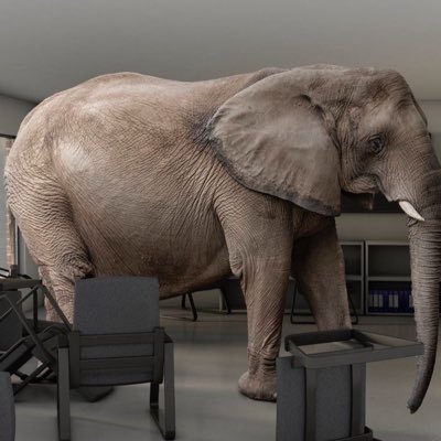 Elephant In The Room πͺπ Profile